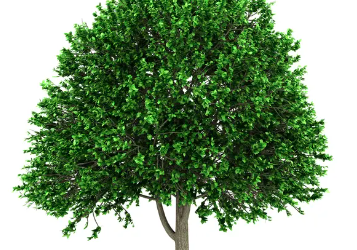 100 000 arbres plantés grâce à vous